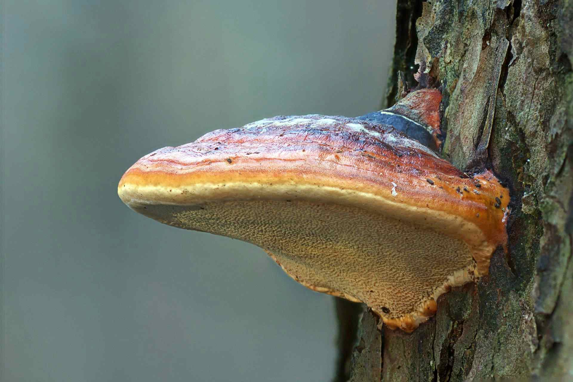 Au pays de Fungi, les champignons extraordinaires